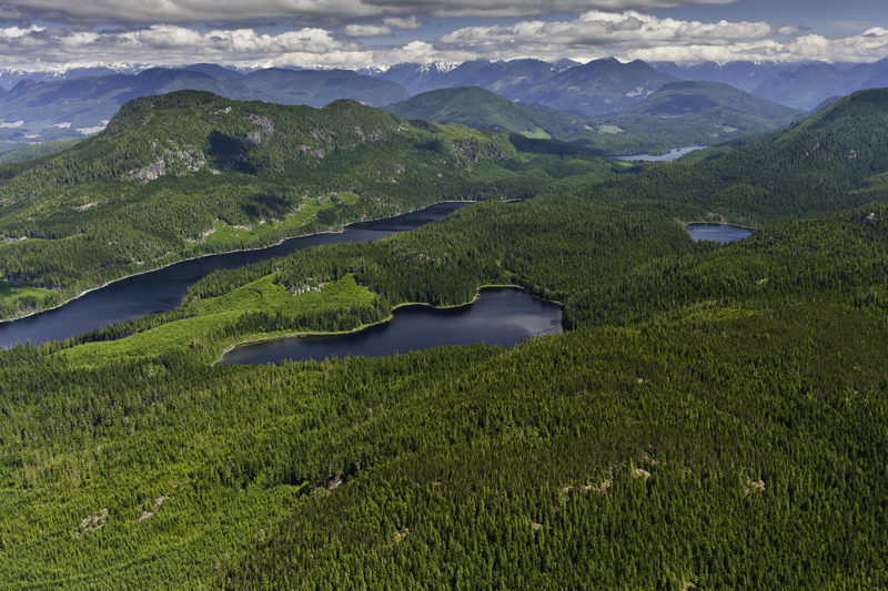 TimberWest logging threatens Great Bear Rainforest Solution